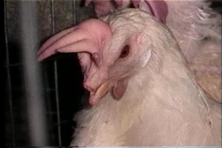 Chicken with half its beak cut off