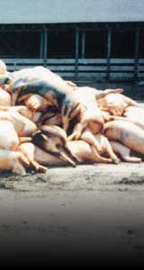 Pile of dead hogs